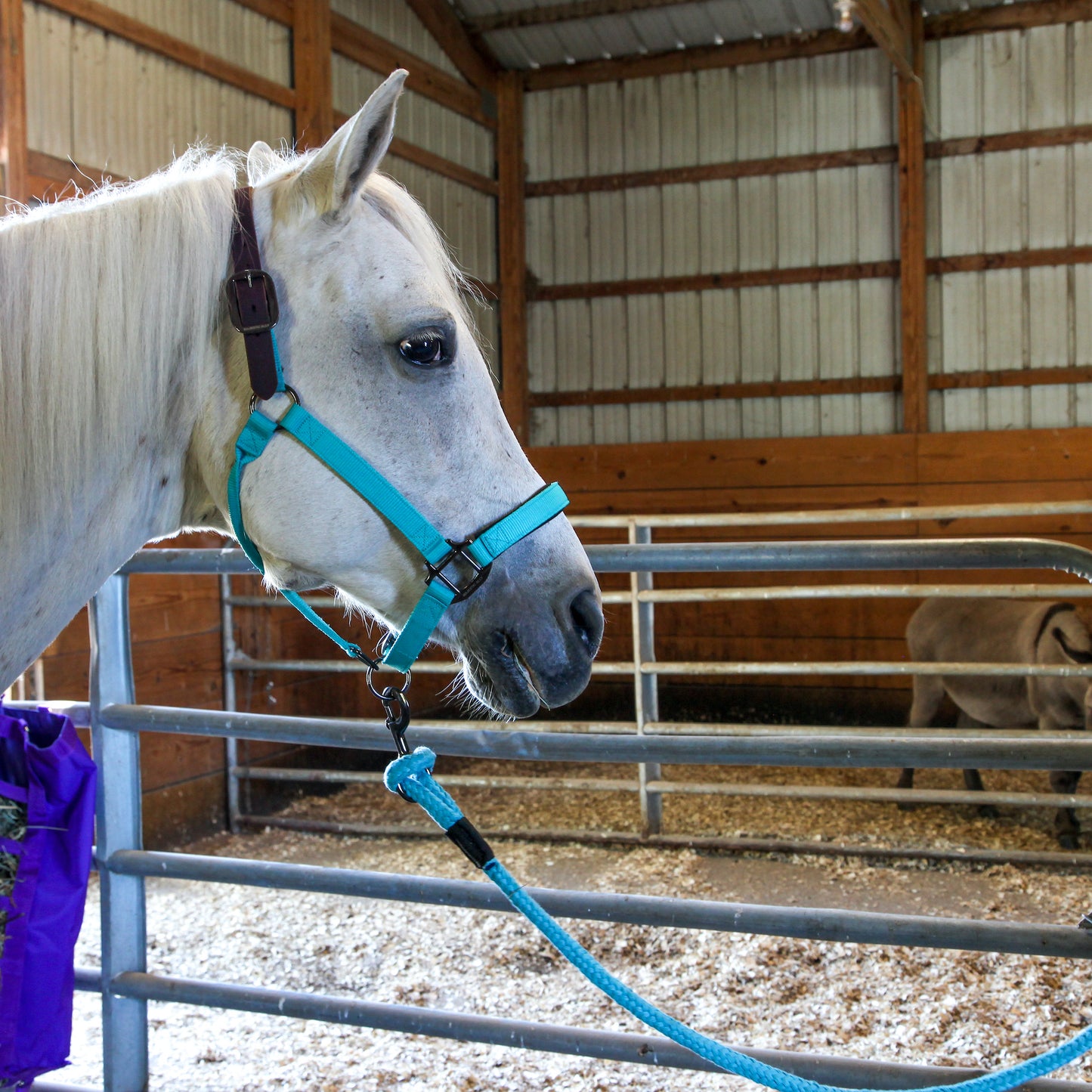 Majestic Ally Leather Halter with Matching Lead Rope for Horses – Leather Breakaway Crown - Adjustable Chin Strap – Rolled Throat Latch – Padded Noseband – Full