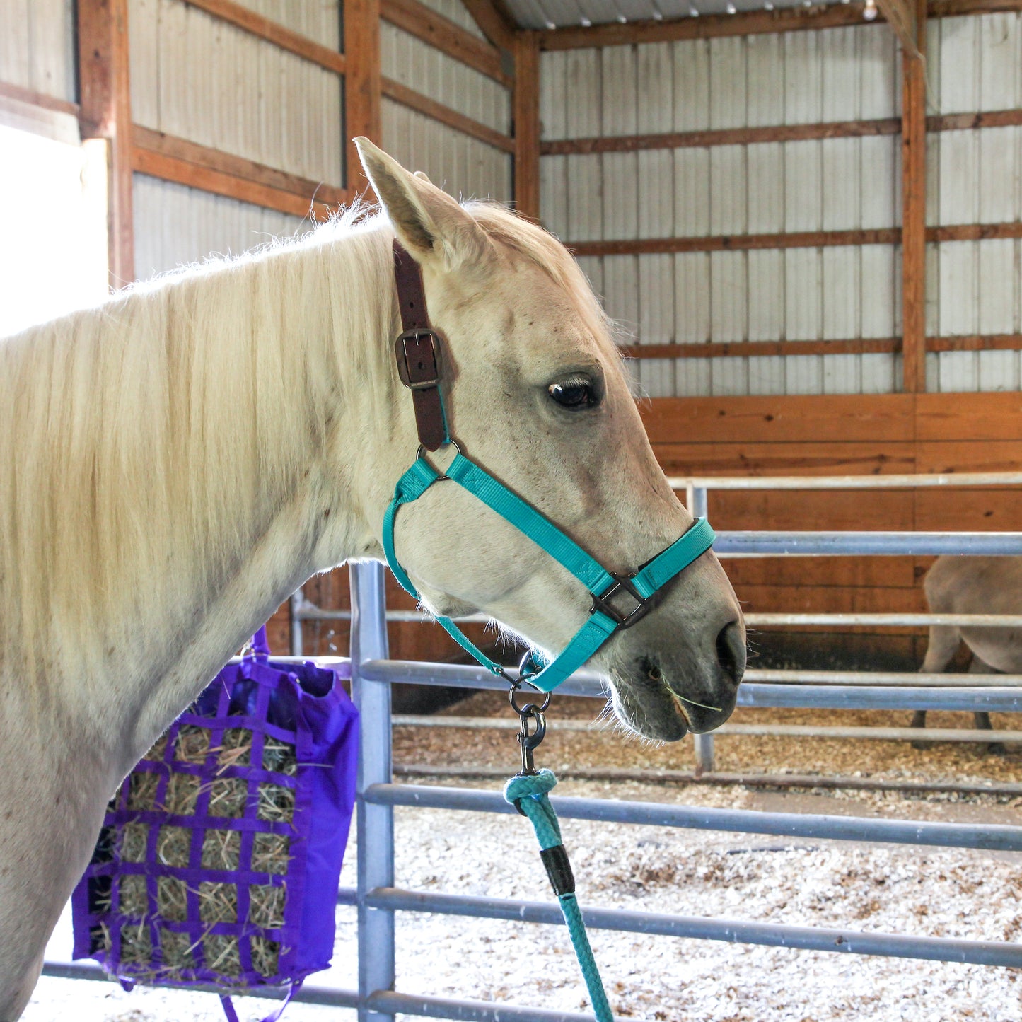 Majestic Ally Leather Halter with Matching Lead Rope for Horses – Leather Breakaway Crown - Adjustable Chin Strap – Rolled Throat Latch – Padded Noseband – Full