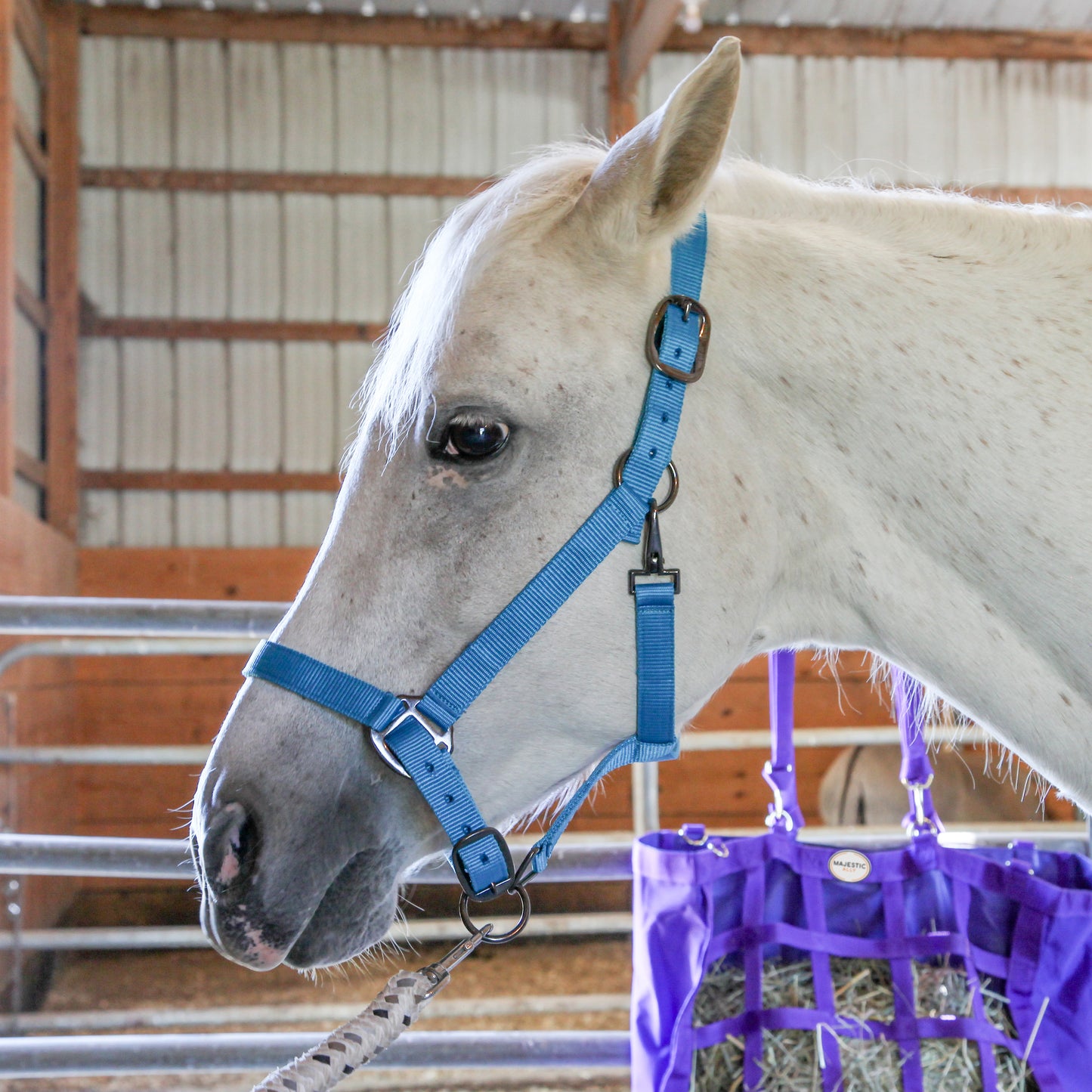 Majestic Ally Halter with Matching Lead Rope for Horses–Adjustable Chin and Crown–Rolled Throat Latch with Replaceable Snap–Padded Noseband–Heavy Duty Rose Gold Finish Hardware–Full