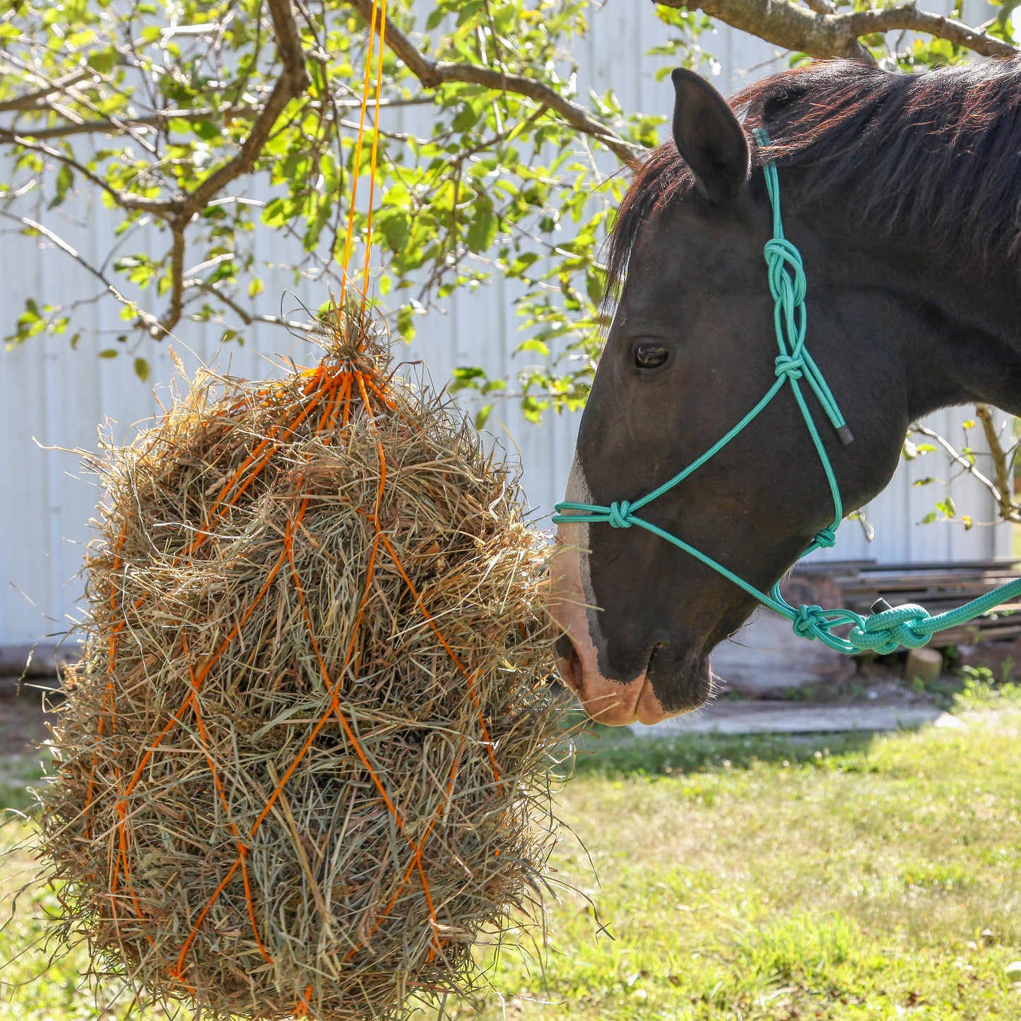 Majestic Ally 1/4" Rope 4 Knot Stiff Polyester Training Halter with 10’ Matching Lead Rope for Horses – Full