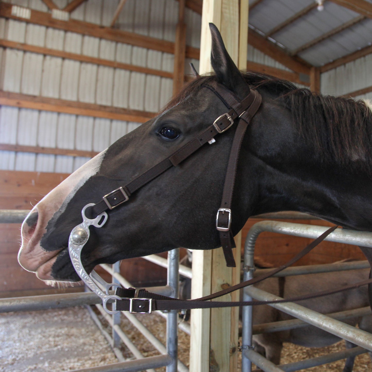 Majestic Ally Nylon Padded Browband Headstall with Reins for Horses