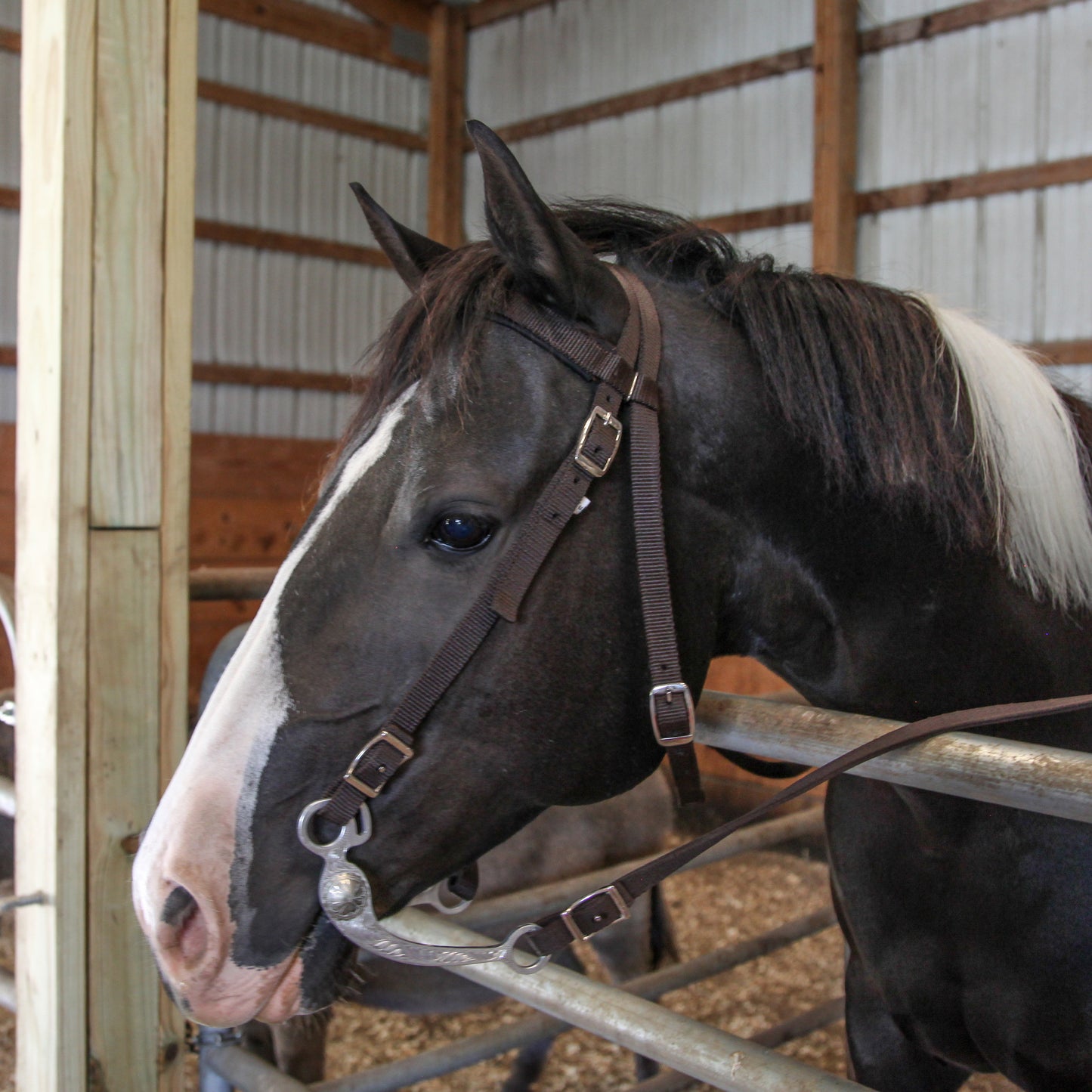 Majestic Ally Nylon Padded Browband Headstall with Reins for Horses