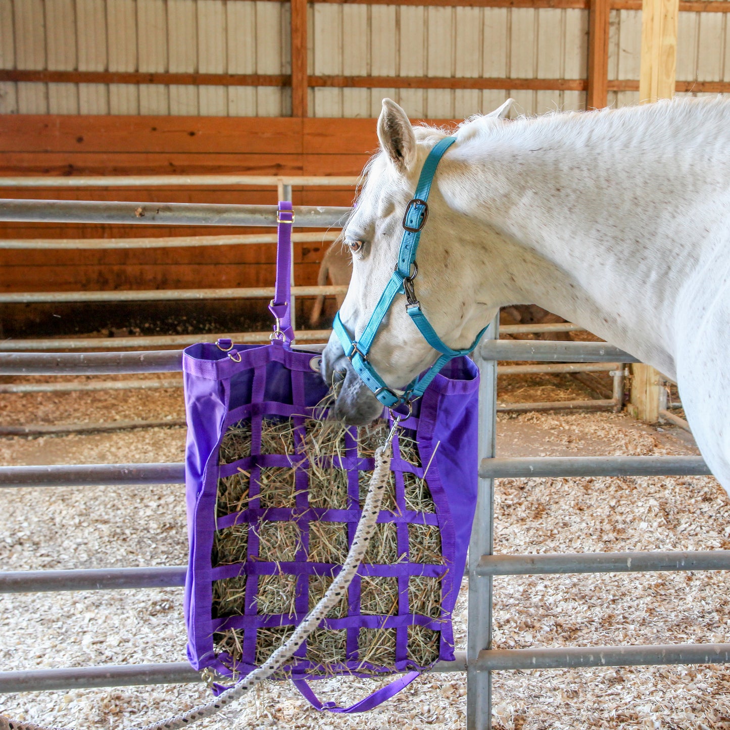 Majestic Ally Pack of 2 Adjustable Halter for Horses–Adjustable Chin and Crown– Sewn-in Throat Snap Hook- Heavy Duty Nickel Finish Hardware–Full