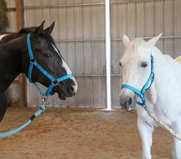 Majestic Ally Pack of 2 Adjustable Halter for Horses–Adjustable Chin and Crown– Sewn-in Throat Snap Hook- Heavy Duty Nickel Finish Hardware–Full