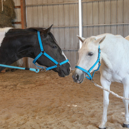 Majestic Ally Pack of 2 Adjustable Halter for Horses–Adjustable Chin and Crown– Sewn-in Throat Snap Hook- Heavy Duty Nickel Finish Hardware–Full