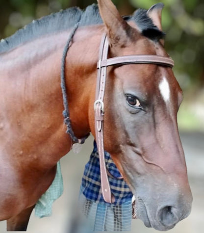 Majestic Ally Padded Leather Brow Band Headstall for Horses