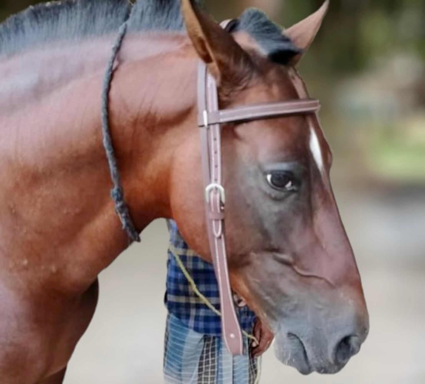 Majestic Ally Padded Leather Brow Band Headstall for Horses